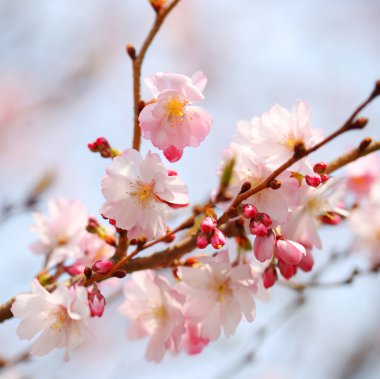 kiraz çiçeği. Sakura bahar içinde. güzel pembe çiçekler