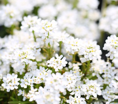saflık candytuft. Beyaz minik çiçekler arka plan