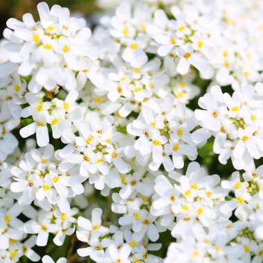 saflık candytuft. Beyaz minik çiçekler arka plan
