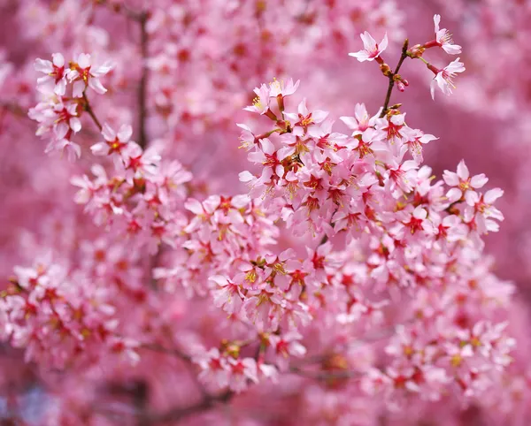 樱花。在春天的樱花。美丽的粉红色花朵 — 图库照片