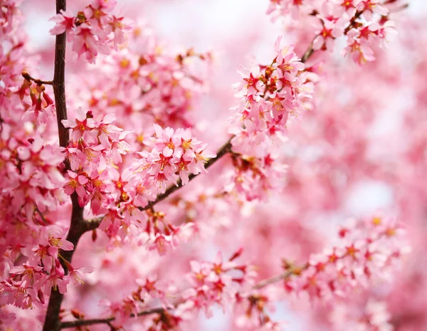 Körsbärsblommor. Sakura i springtime. vackra rosa blommor — Stockfoto