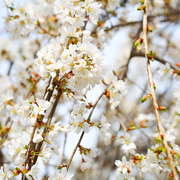 Körsbär blommar. vita blommor på en vårdag — Stockfoto