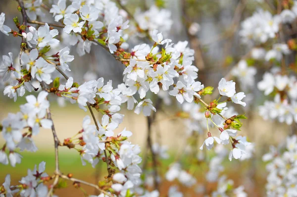 Cherry Blossoms. Flores brancas em um dia de primavera — Fotografia de Stock