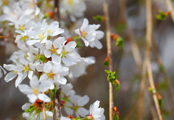 Вишневые цветы. Белые цветы в весенний день — стоковое фото