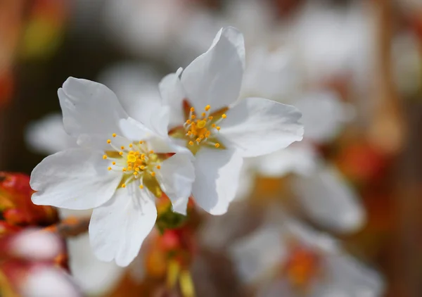Cherry Blossoms. Flores brancas em um dia de primavera. Macro — Fotografia de Stock