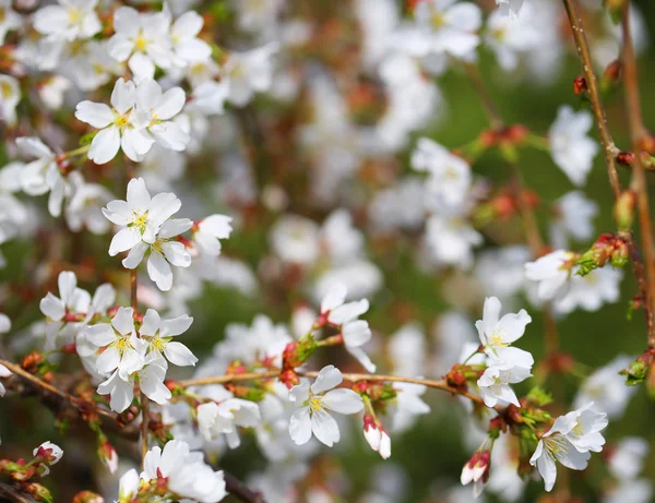 Cherry Blossoms. Flores brancas em um dia de primavera — Fotografia de Stock