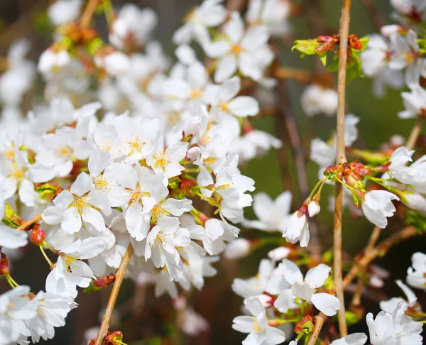 Вишневые цветы. Белые цветы в весенний день — стоковое фото