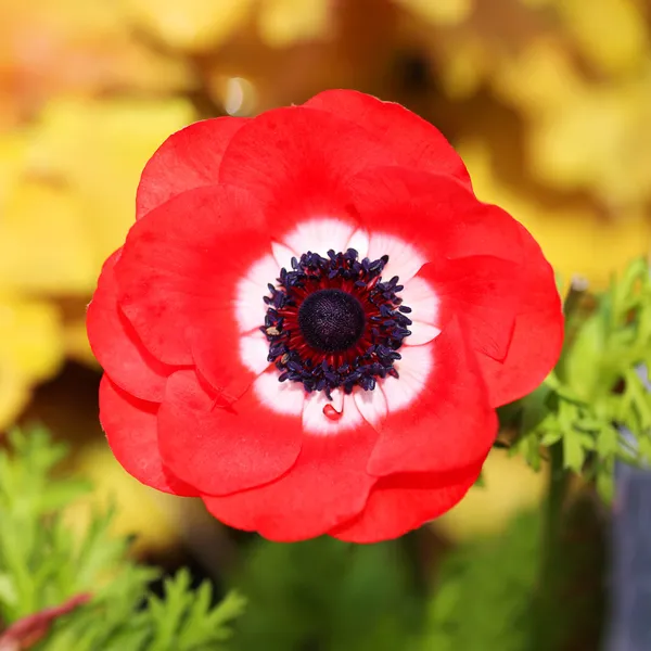Red poppies flowers. Outside — Stock Photo, Image