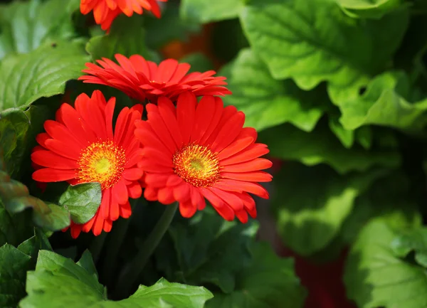 Gerbera Daisy. Fleurs rouges dans le jardin — Photo