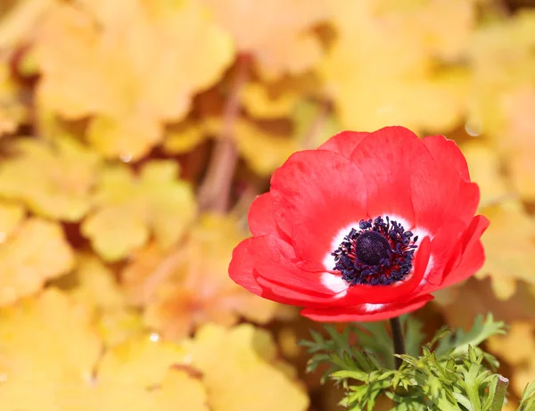 Fleur de pavot rouge sur fond jaune. Extérieur — Photo
