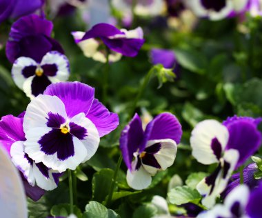 Menekşe homo bahar çiçekleri Bahçe