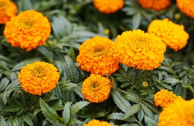 Fransız kadife çiçeği. bahçede sarı çiçek