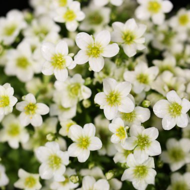 Beyaz saxifrage çiçek
