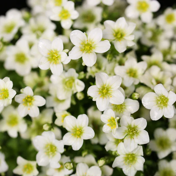 Skalnica białe kwiaty — Zdjęcie stockowe