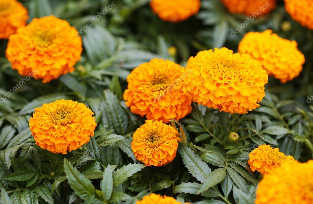 French Marigold. Yellow Flowers in the Garden Stock Photo by ©Guzel