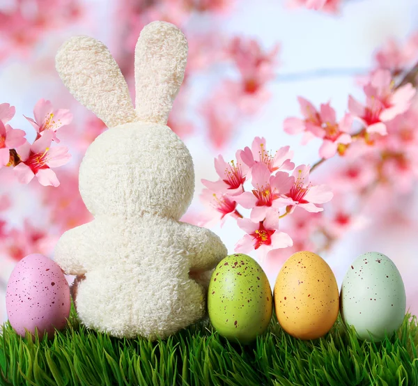 Huevos de Pascua y conejo en la hierba con flor de cerezo — Foto de Stock