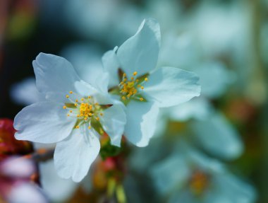 kiraz çiçekleri. bir bahar gününde beyaz çiçekler. Makro