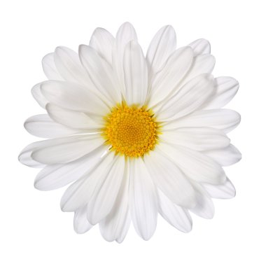 papatya çiçeği üzerinde beyaz izole. Daisy. Makro