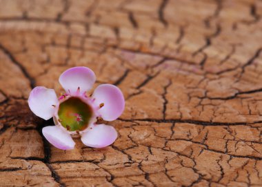 eski ahşap zemin üzerinde minik Pembe çiçek