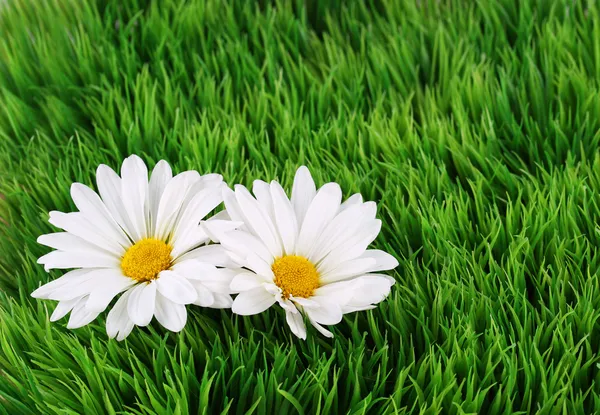Camomile Flowers on green grass — Stock Photo, Image