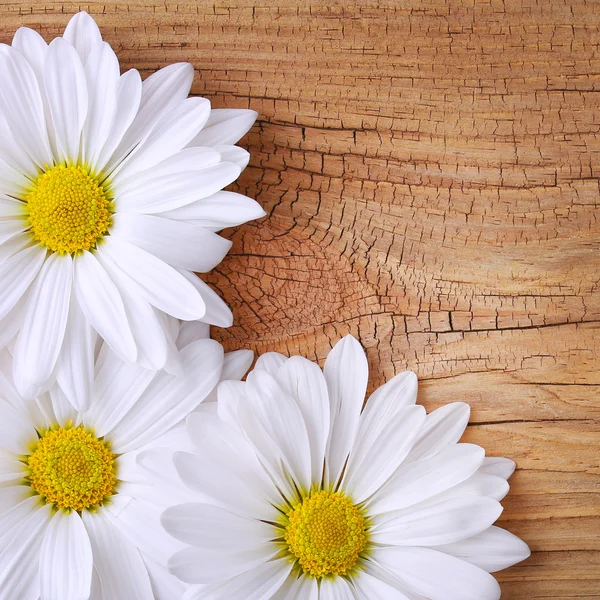 Flores de manzanilla sobre fondo de madera vieja. Daisy. —  Fotos de Stock