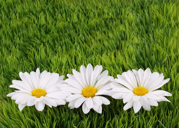 Camomile Flowers on green grass — Stock Photo, Image