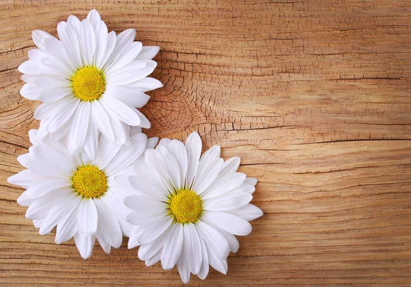 Flores de manzanilla sobre fondo de madera vieja. Daisy. —  Fotos de Stock