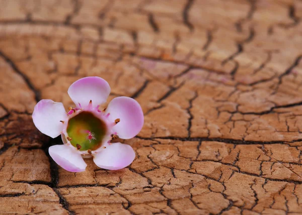 Pink Tiny Flower on Old Wooden Background — Stock Photo, Image