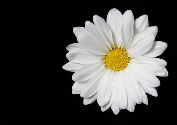 Flor de camomila sobre fundo preto. Margarida . — Fotografia de Stock