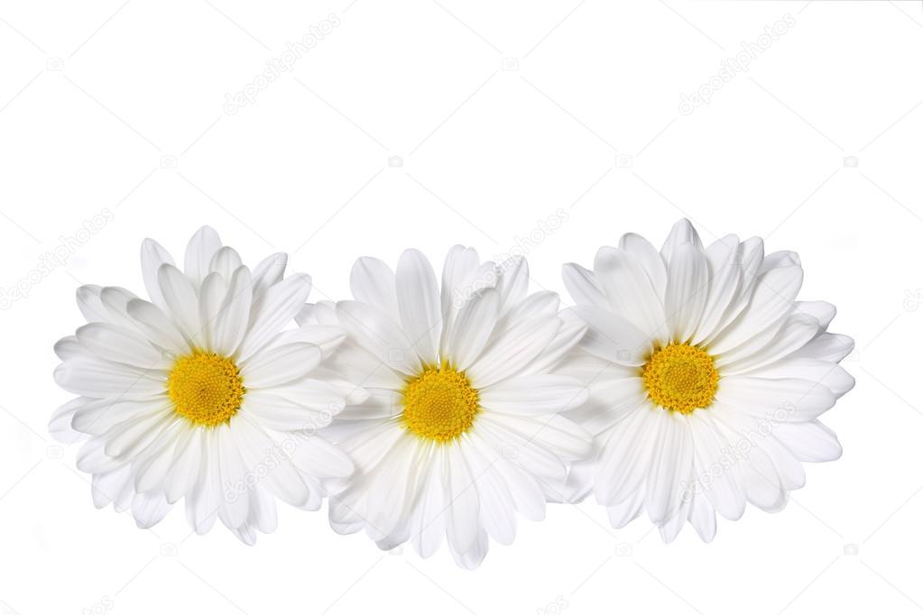 Chamomile flowers isolated on white. Daisy