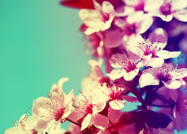 kiraz çiçeği. Sakura bahar içinde. güzel pembe çiçekler