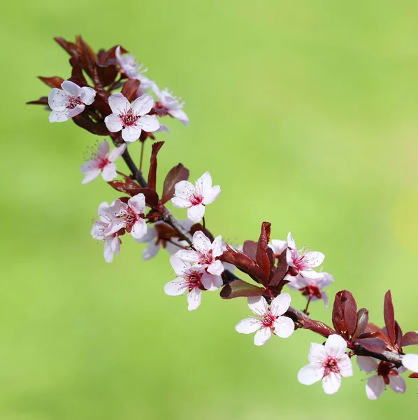 Flor de cerezo. Sakura. —  Fotos de Stock