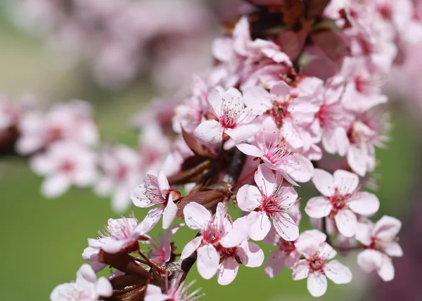 Kersenbloesem. Sakura in het voorjaar. — Stockfoto