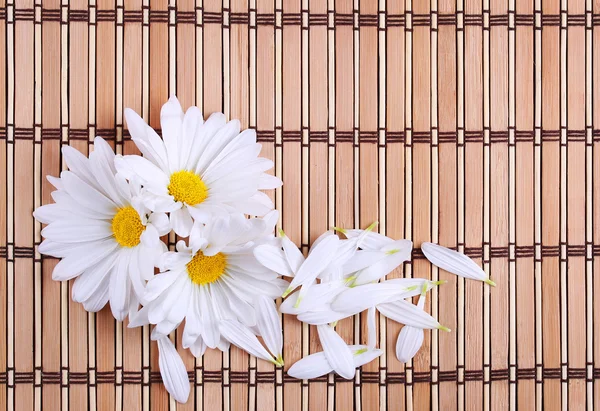 Χαμομήλι λουλούδια με πέταλα σε χαλί μπαμπού. Μαργαρίτα — Φωτογραφία Αρχείου