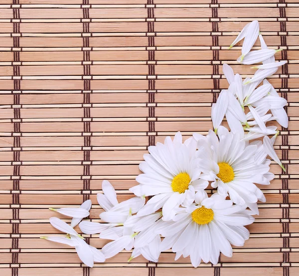 Fiori di camomilla con petali su tappetino di bambù. Daisy. — Foto Stock