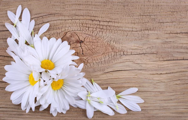 Chamomile flowers with petals over old wood background. Daisy — Stock Photo, Image