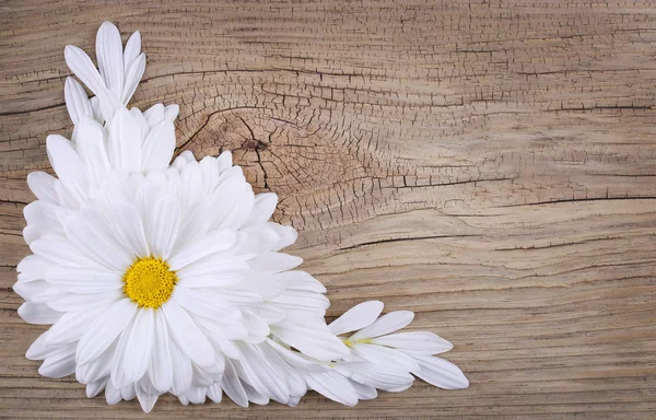 Λουλούδι χαμομήλι με πέταλα πέρα από το παλιό ξύλινο υπόβαθρο. Μαργαρίτα — Φωτογραφία Αρχείου