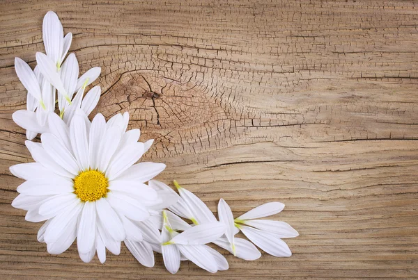 Flor de manzanilla con pétalos sobre fondo de madera vieja. Daisy. —  Fotos de Stock