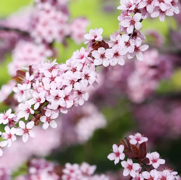 Flor de cerezo. Sakura en primavera . —  Fotos de Stock