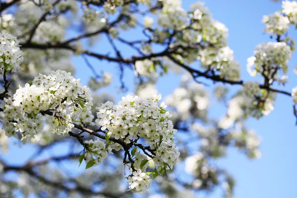 Flor de Cereja de Pássaro ou Prunus padus. Flores brancas na primavera — Fotografia de Stock