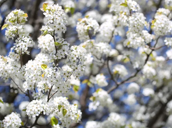 Flor de Cereja de Pássaro ou Prunus padus. Flores brancas na primavera — Fotografia de Stock