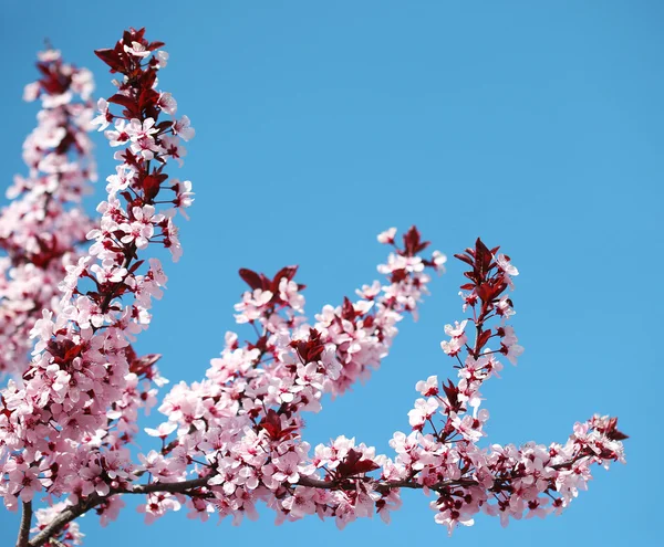 樱花。樱花和天空。美丽的粉红色花朵在春天 — 图库照片