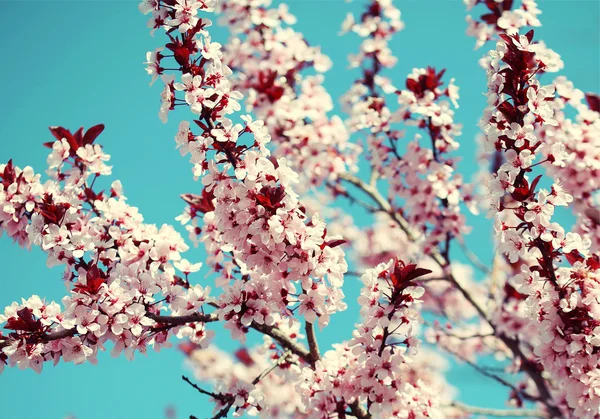 Cherry Blossom. Sakura and Sky. Beautiful Pink Flowers in Spring — Stock Photo, Image