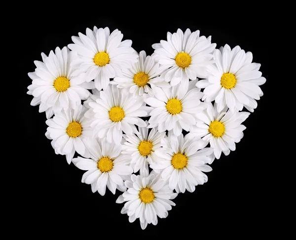 Fiori di camomilla a forma di cuore su sfondo nero. Daisy. — Foto Stock