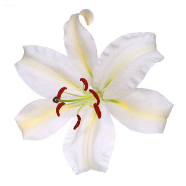 Beyaz Zambak çiçeği üzerinde beyaz izole