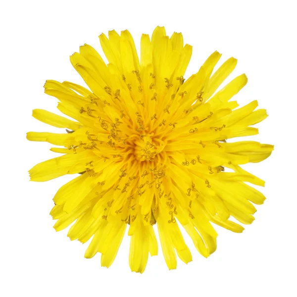 Yellow Dandelion Flower Isolated on White. Taraxacum officinale. — Stock Photo, Image