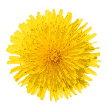 beyaz izole sarı Karahindiba çiçeği. karahindiba officinale.