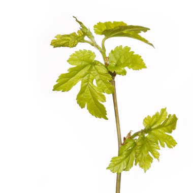 yeni yeşil yaprakları üzerinde beyaz izole dalı. Bahar