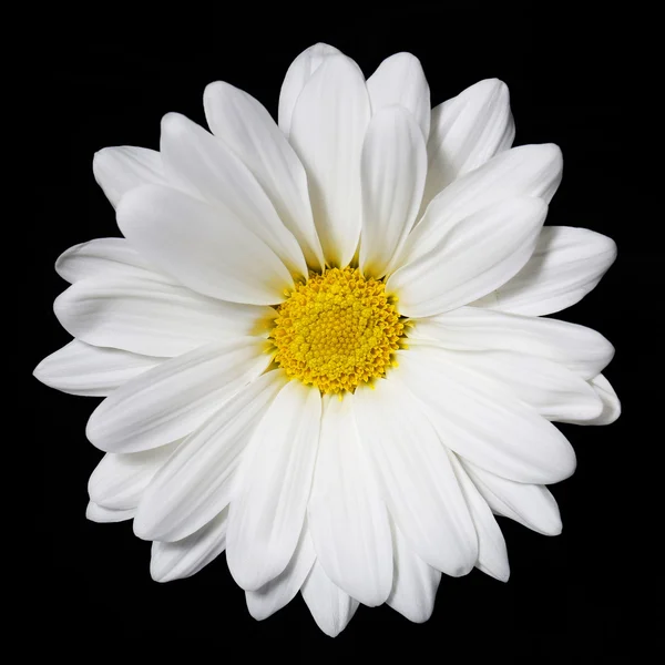 Kwiat rumianku na czarnym tle. stokrotka. — Zdjęcie stockowe