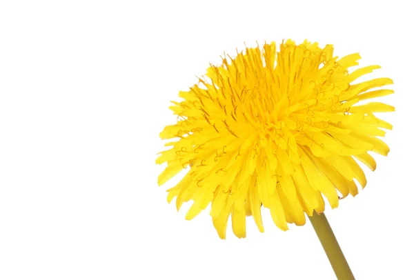 Amarelo Dandelion Flor Isolado em Branco. Taraxacum officinale . — Fotografia de Stock